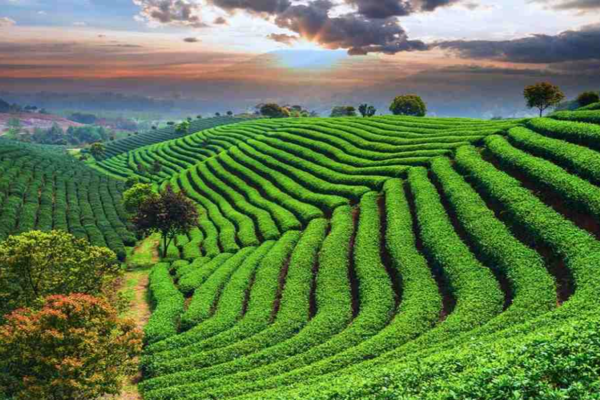 Sylhet: The Land of Tea Gardens, Hills, and Spiritual Splendor